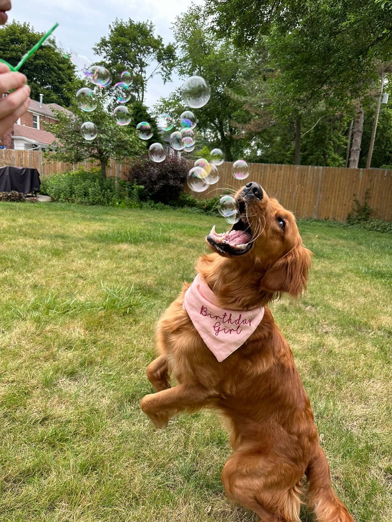 BubbleLick™ Pets Maple Bacon - Image 3